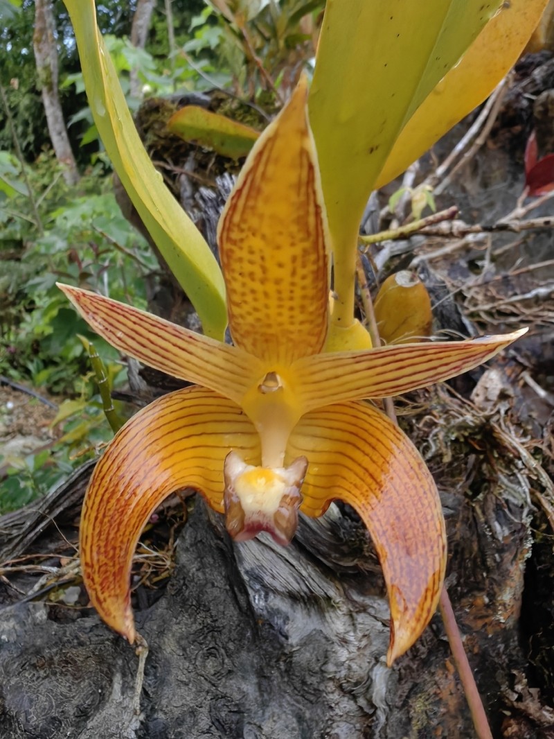 Bulbophyllum claptonense photo 6