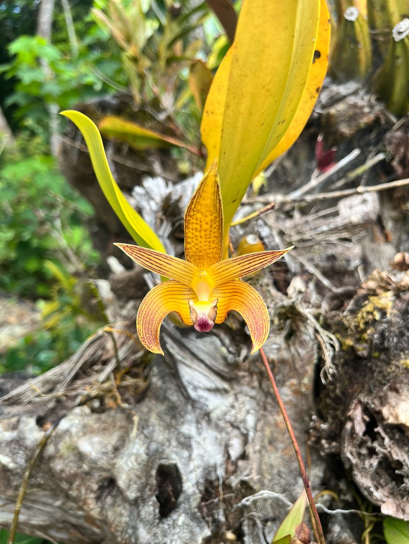Bulbophyllum claptonense photo 7
