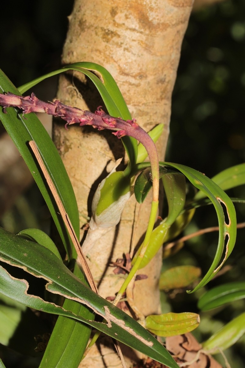 Bulbophyllum clavatum