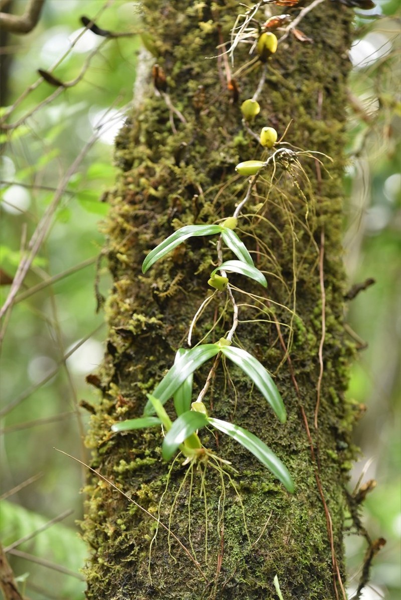 Bulbophyllum clavatum photo 2