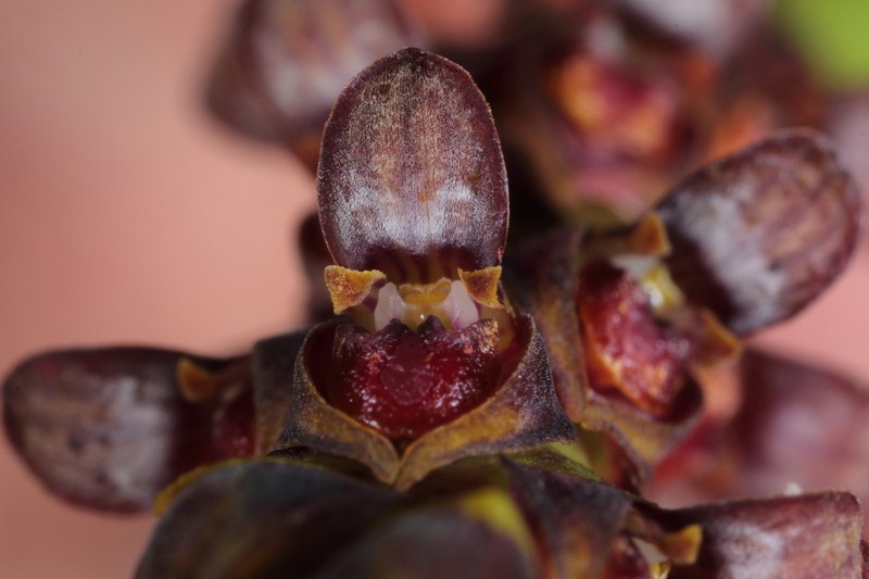 Bulbophyllum clavatum photo 3