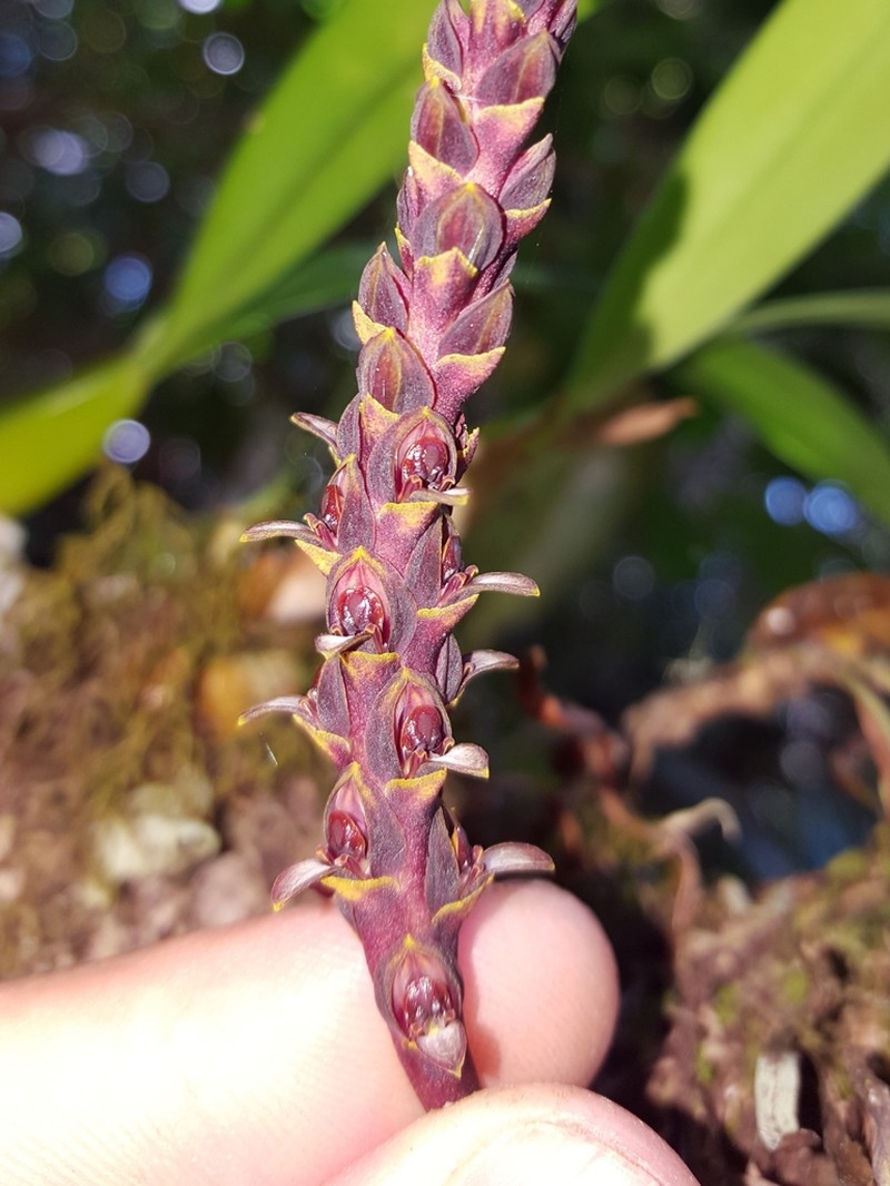 Bulbophyllum clavatum photo 4