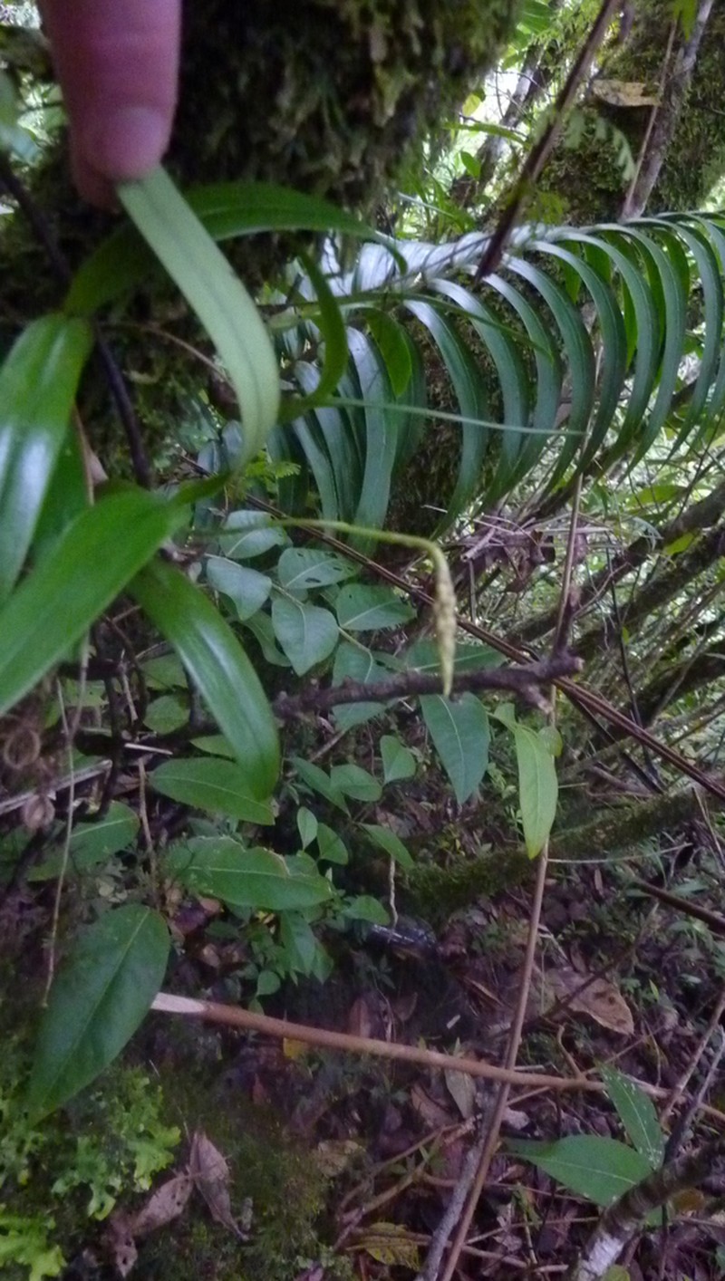 Bulbophyllum clavatum photo 5