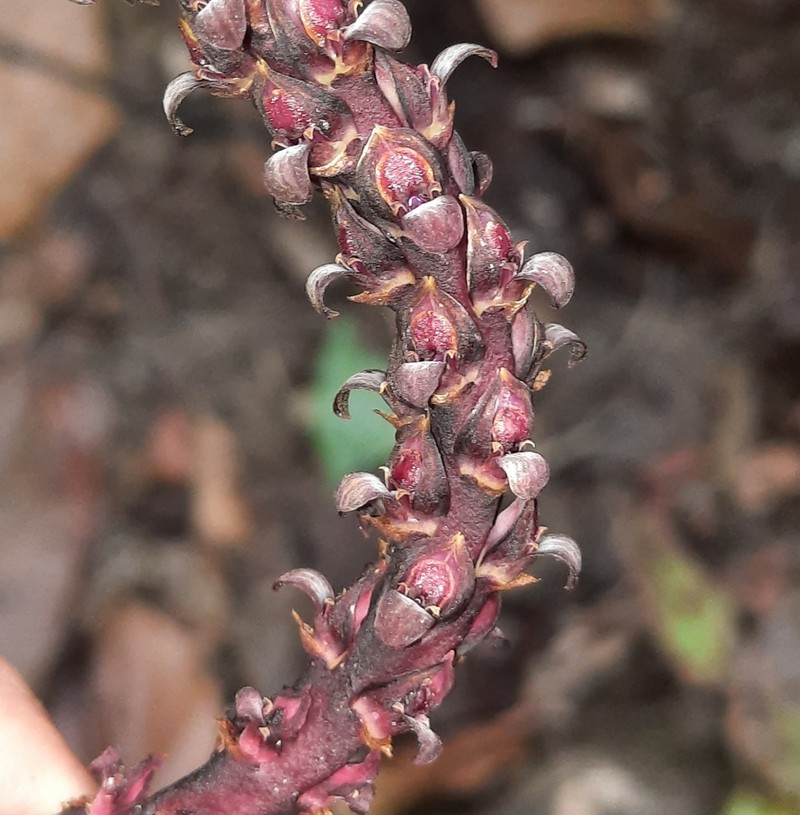 Bulbophyllum clavatum photo 6