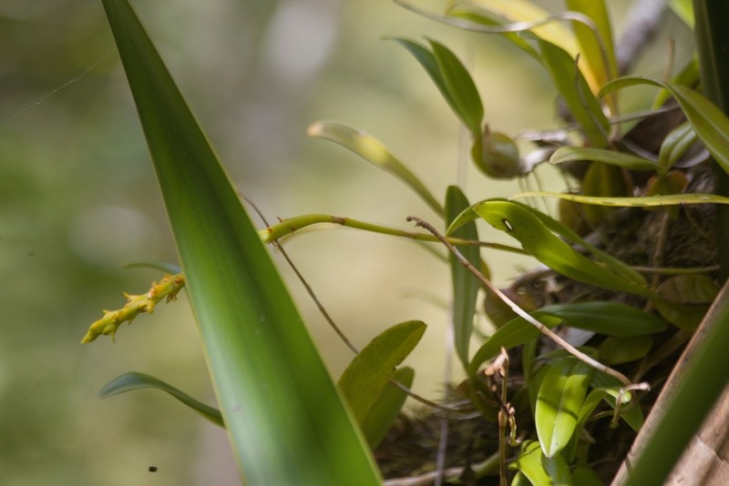 Bulbophyllum clavatum photo 8