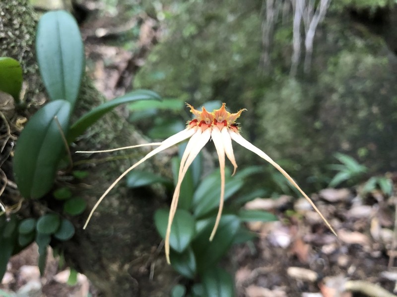 Bulbophyllum claviforme