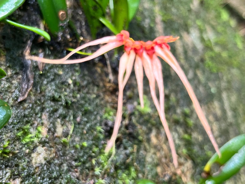 Bulbophyllum claviforme photo 2