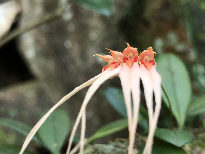 Bulbophyllum claviforme photo 3