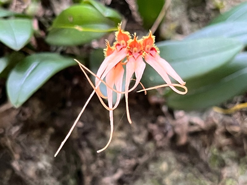 Bulbophyllum claviforme photo 4