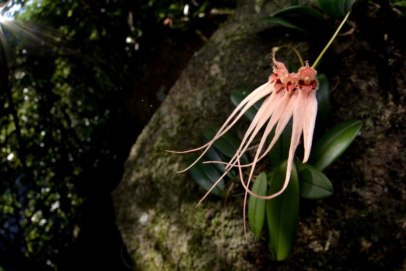 Bulbophyllum claviforme photo 5
