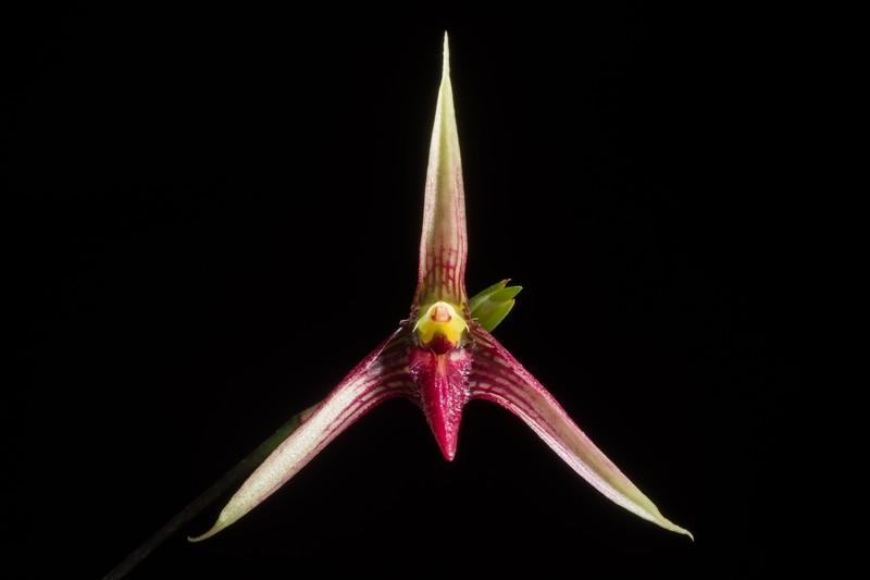 Bulbophyllum cleistogamum