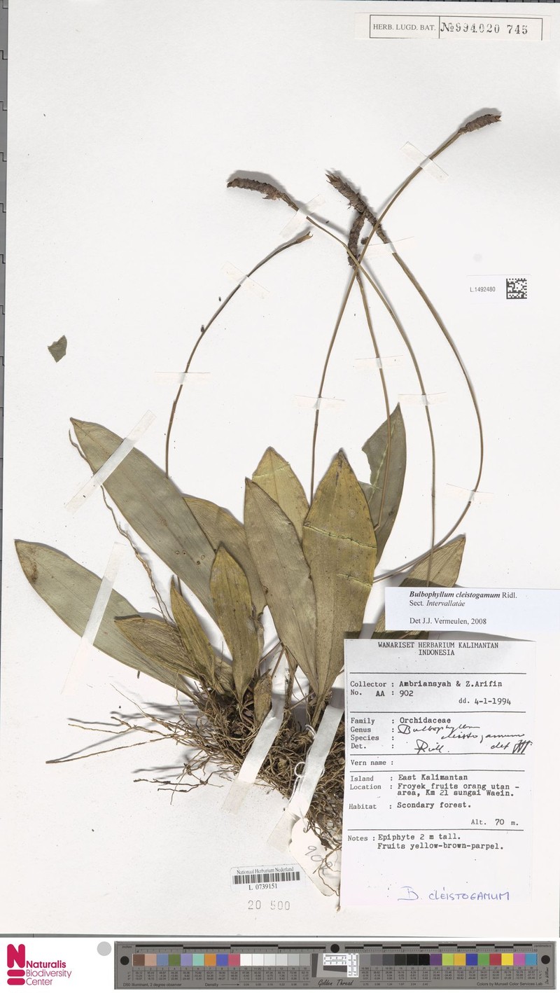 Bulbophyllum cleistogamum photo 2