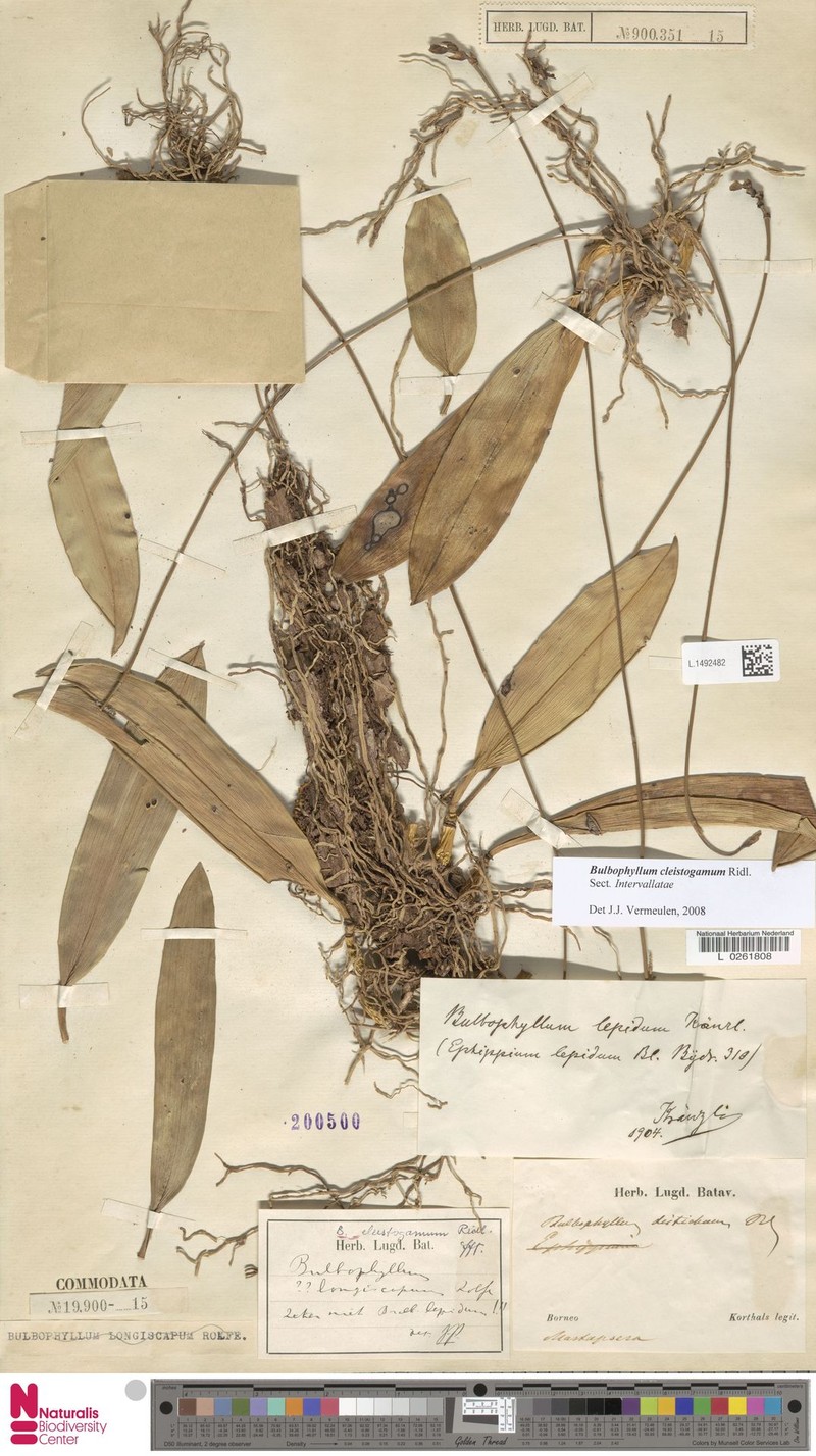 Bulbophyllum cleistogamum photo 3
