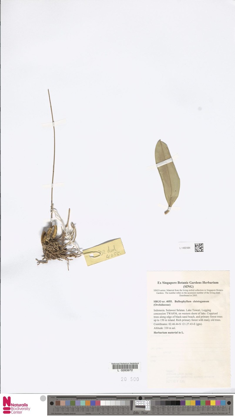 Bulbophyllum cleistogamum photo 4