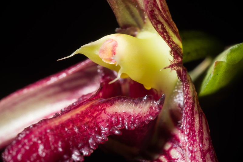 Bulbophyllum cleistogamum photo 5