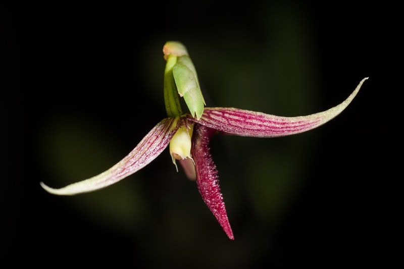 Bulbophyllum cleistogamum photo 6