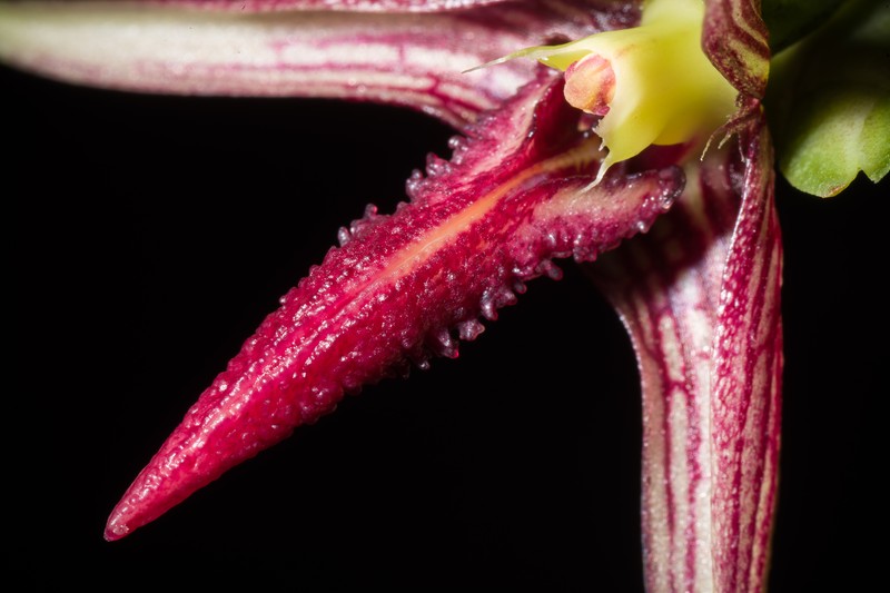Bulbophyllum cleistogamum photo 7