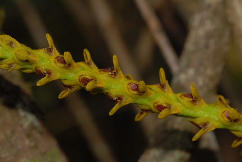 Bulbophyllum coccinatum
