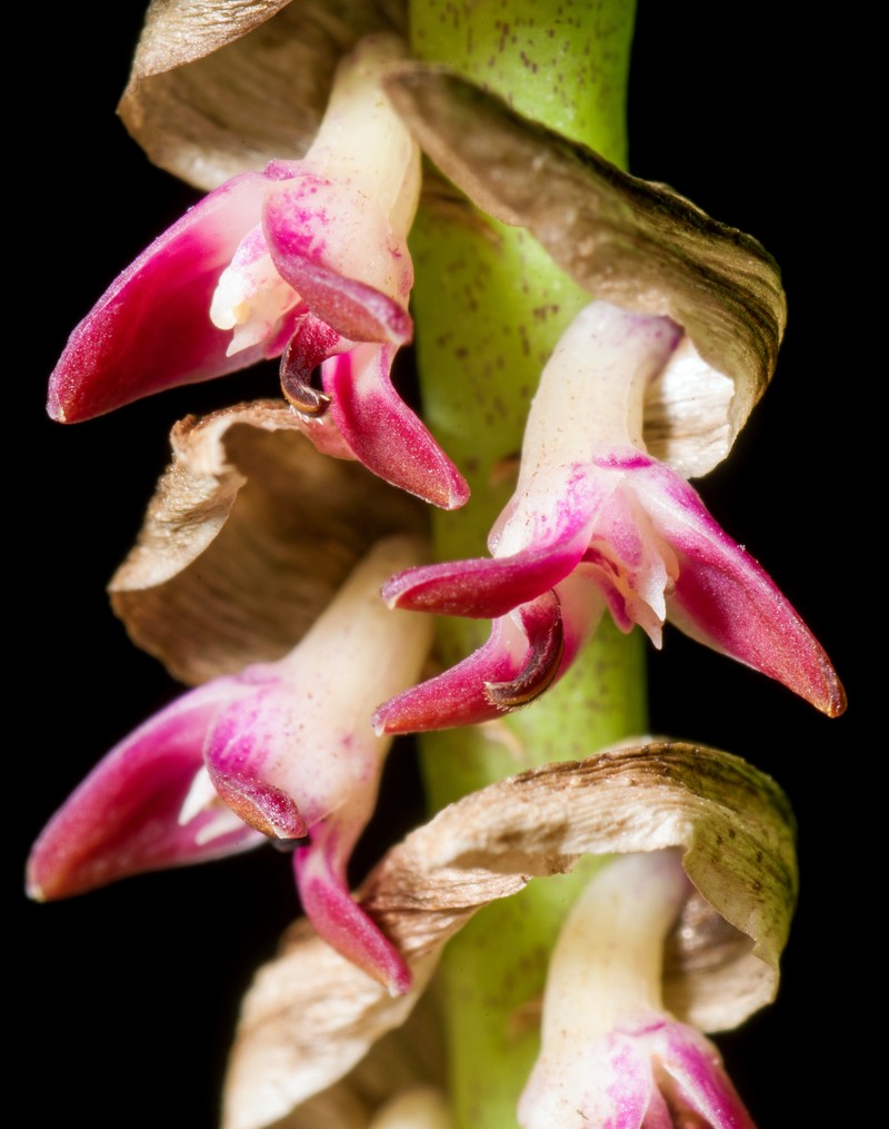 Bulbophyllum cochleatum