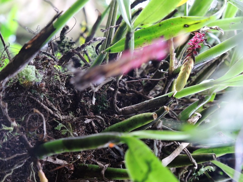 Bulbophyllum cochleatum photo 3