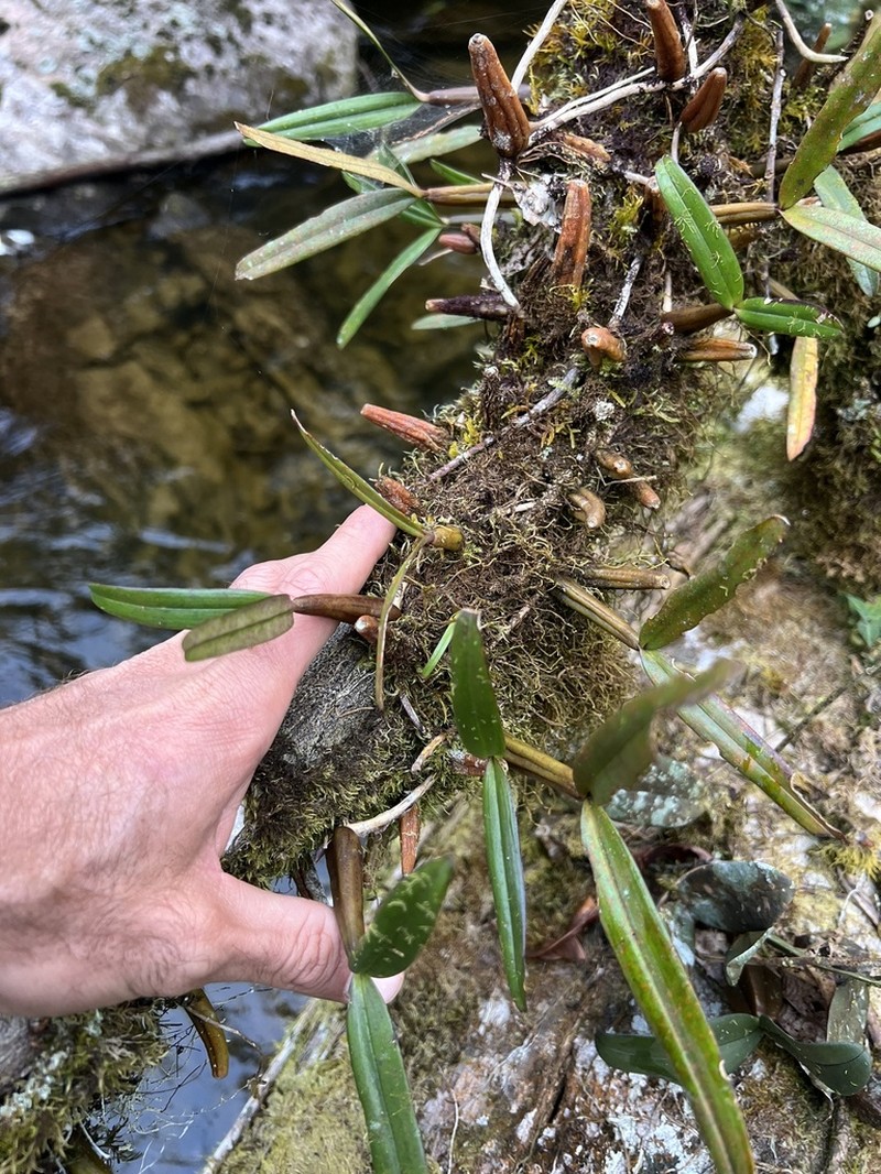 Bulbophyllum cochleatum photo 4