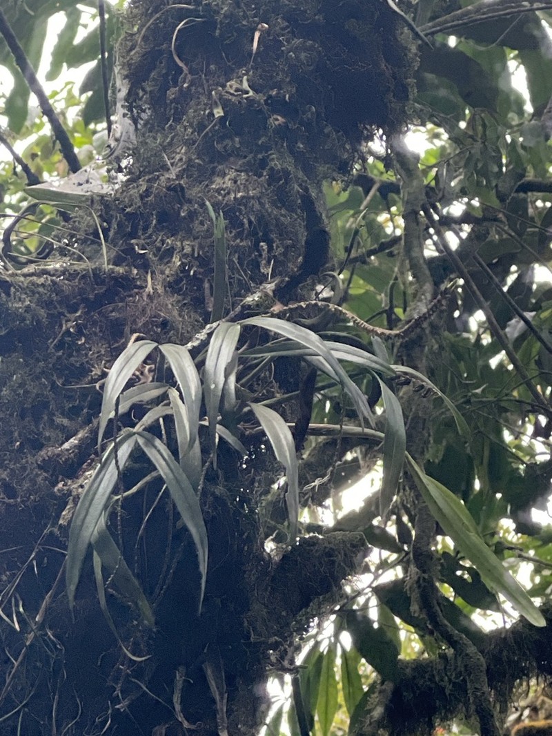 Bulbophyllum cochleatum photo 6
