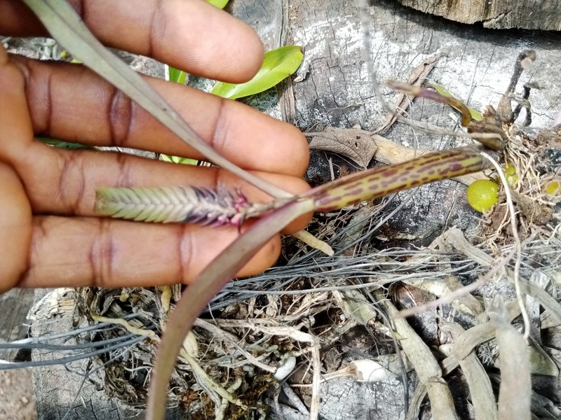 Bulbophyllum cochleatum photo 7