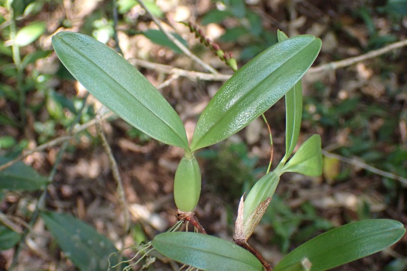 Bulbophyllum cochleatum var. bequaertii photo 2