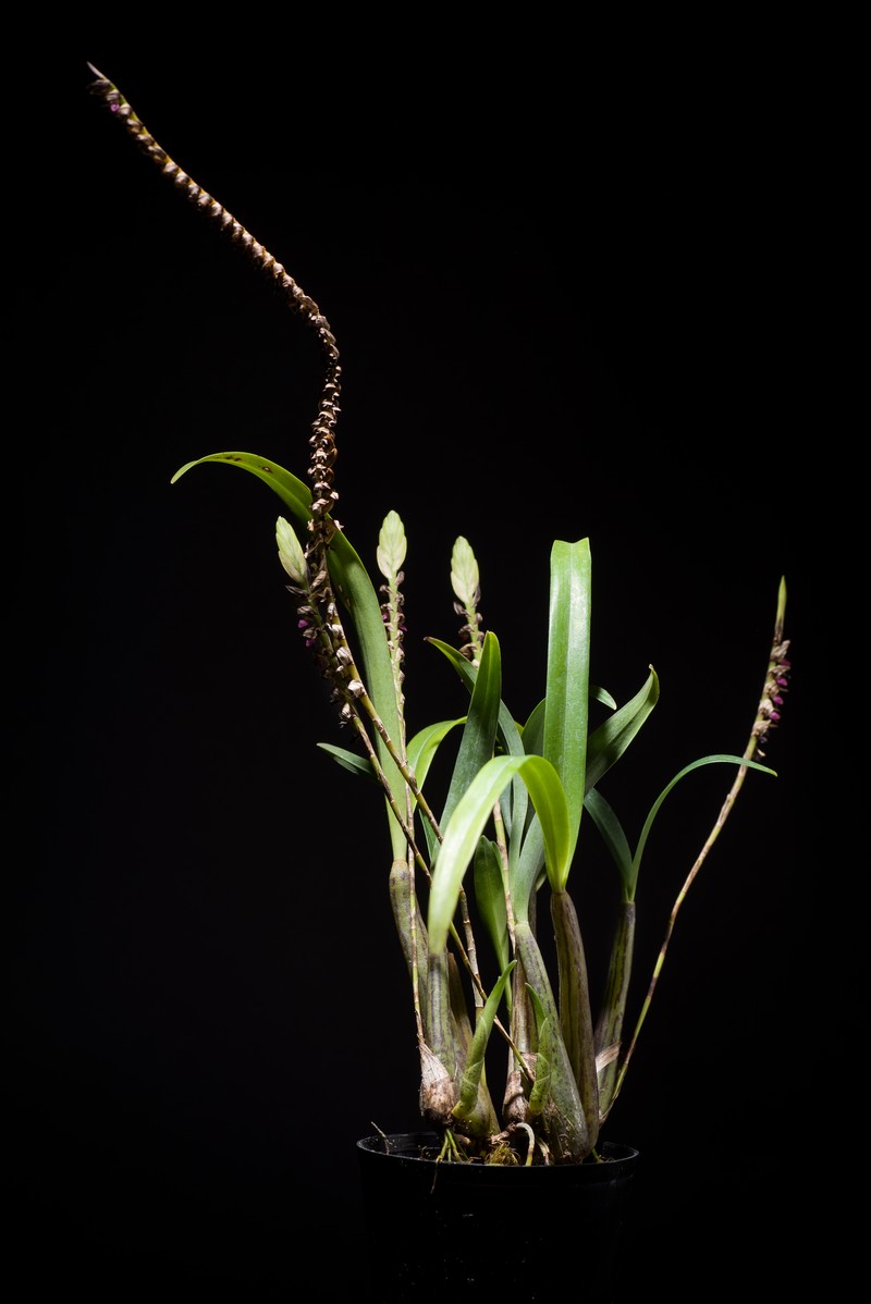 Bulbophyllum cochleatum var. bequaertii