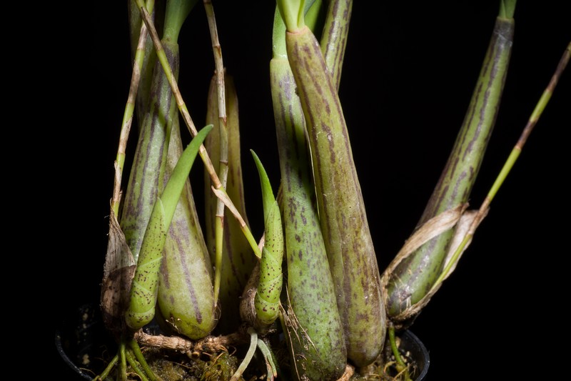 Bulbophyllum cochleatum var. bequaertii photo 3