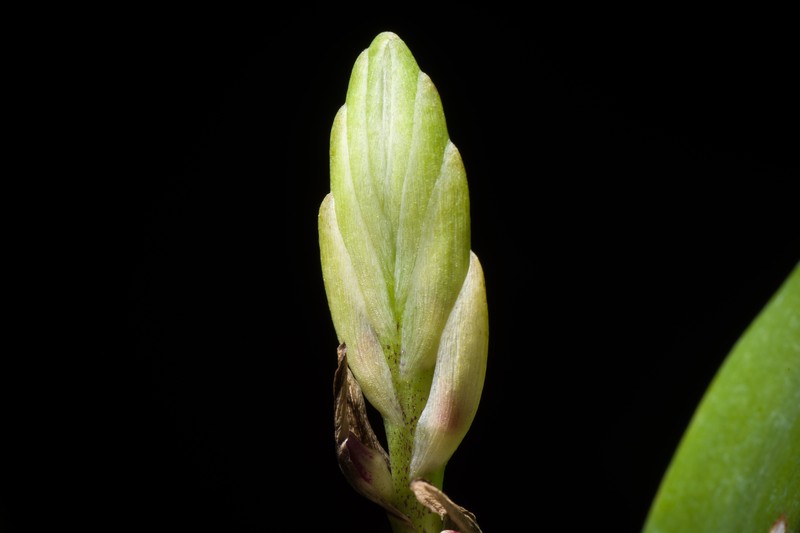 Bulbophyllum cochleatum var. bequaertii photo 4