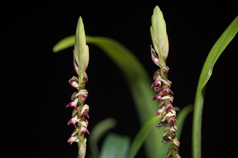 Bulbophyllum cochleatum var. bequaertii photo 5