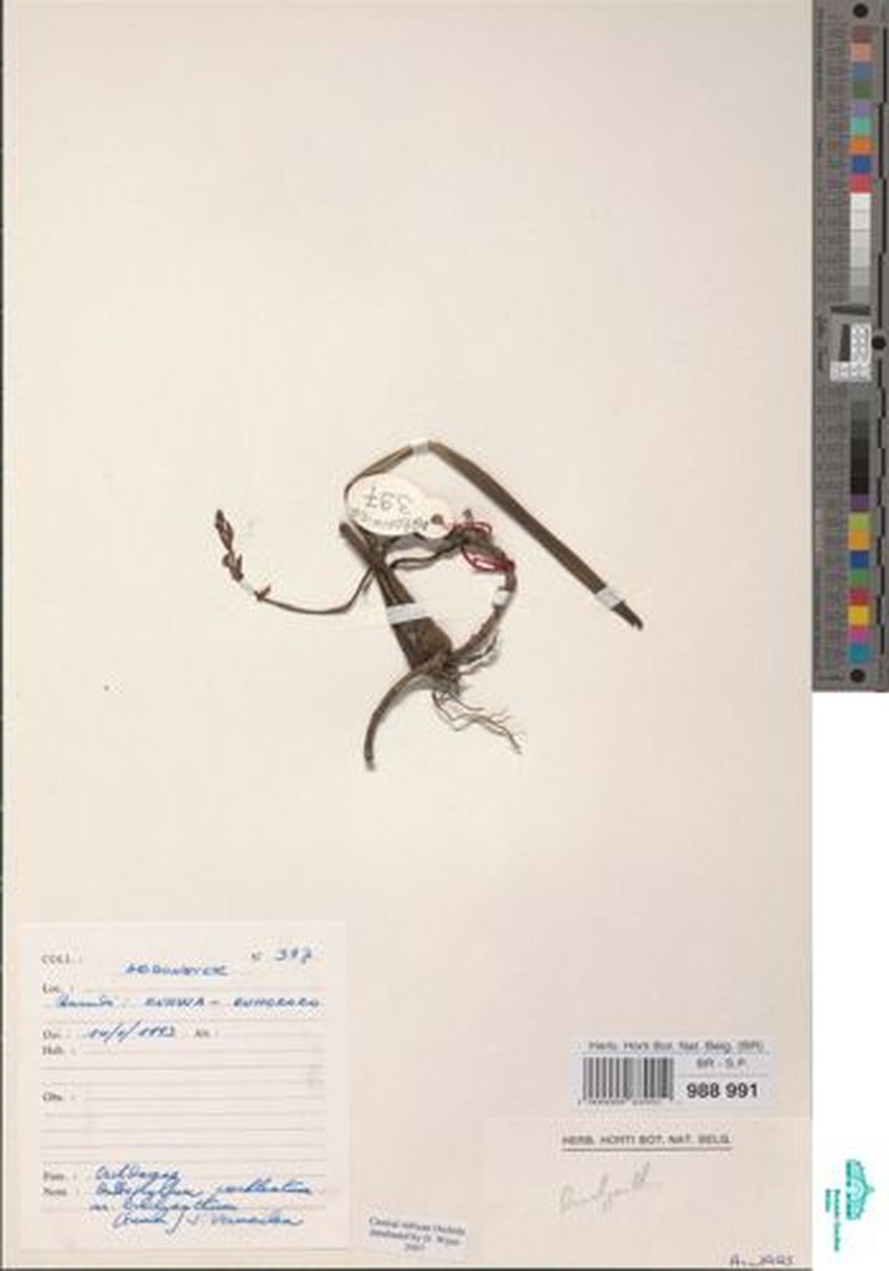 Bulbophyllum cochleatum var. brachyanthum