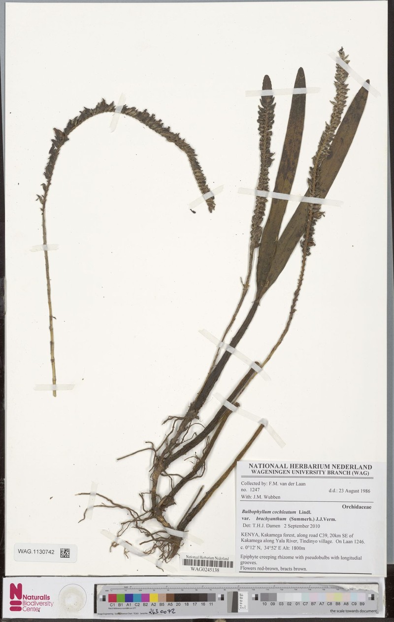 Bulbophyllum cochleatum var. brachyanthum photo 3