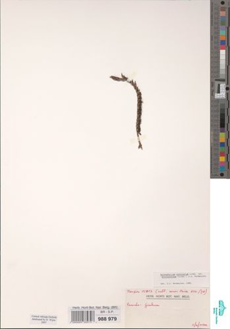 Bulbophyllum cochleatum var. brachyanthum photo 4