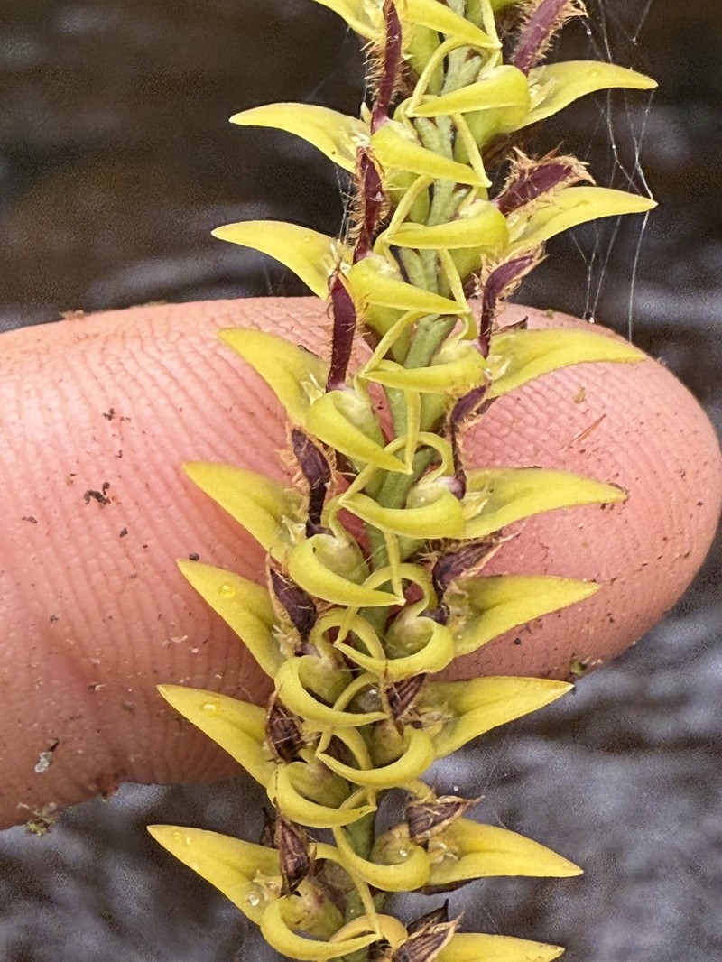 Bulbophyllum cochleatum var. cochleatum