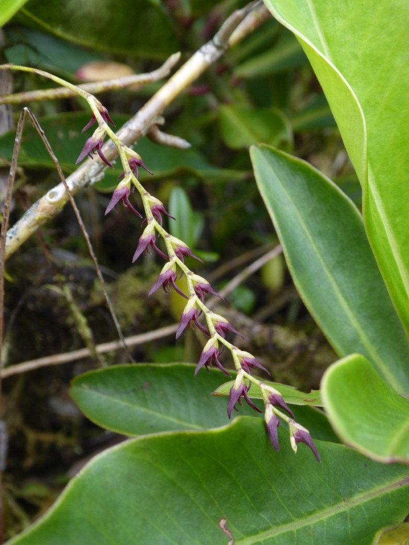 Bulbophyllum cochleatum var. tenuicaule