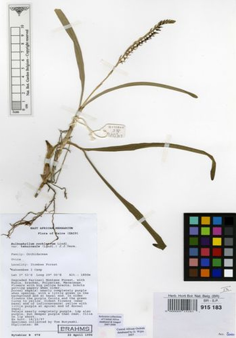 Bulbophyllum cochleatum var. tenuicaule photo 2