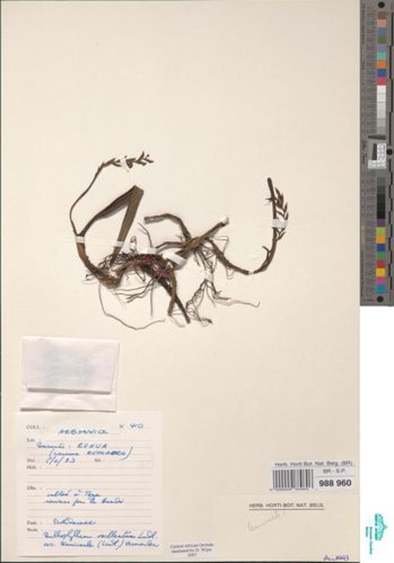 Bulbophyllum cochleatum var. tenuicaule photo 3