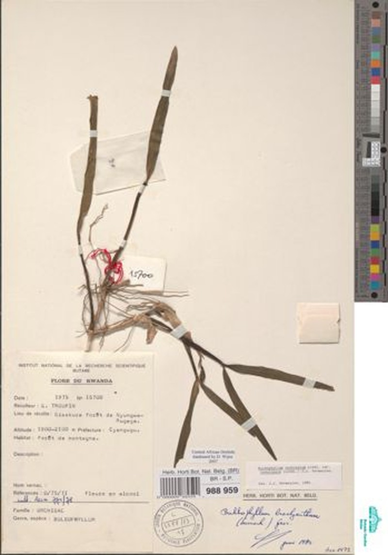 Bulbophyllum cochleatum var. tenuicaule photo 4