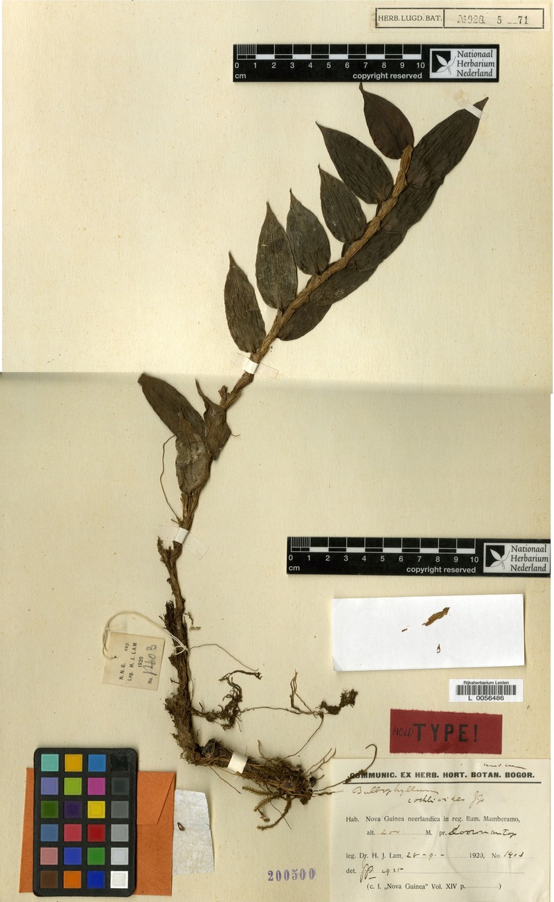 Bulbophyllum cochlioides
