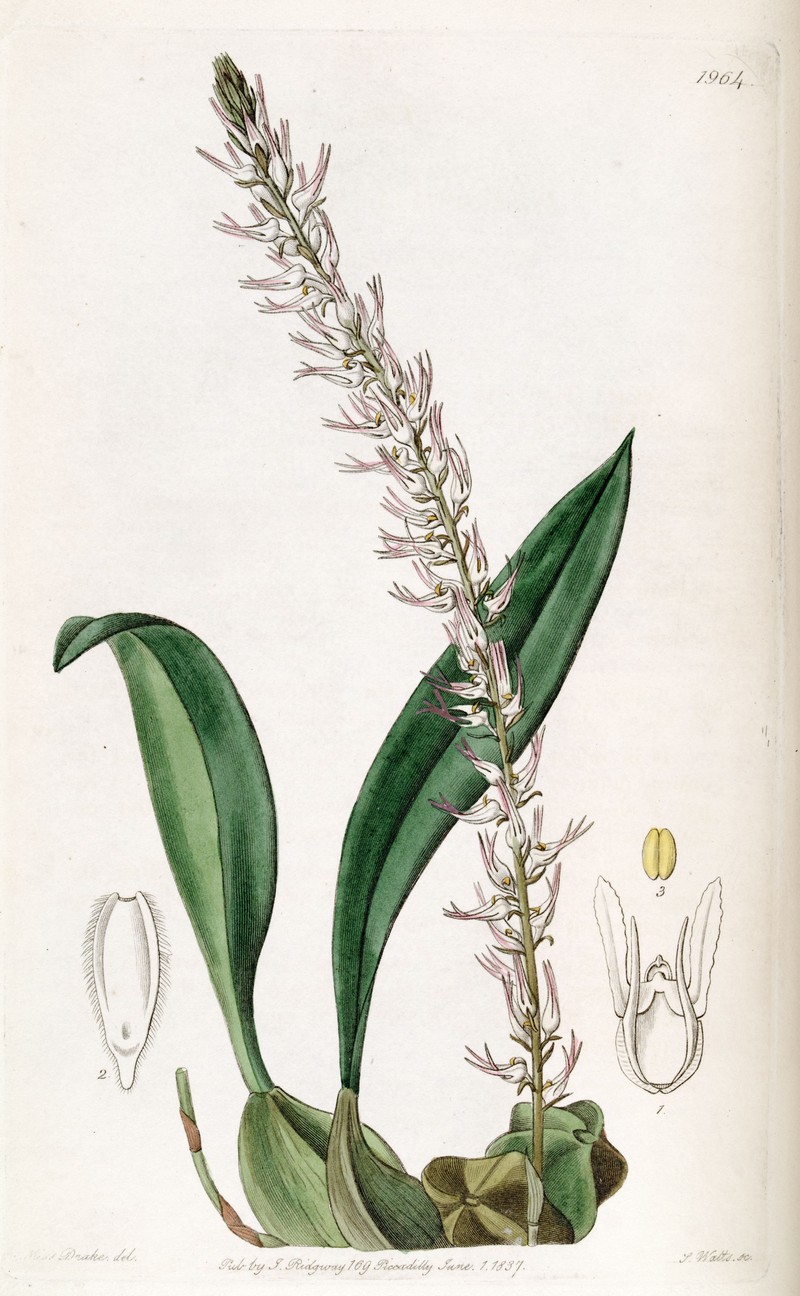 Bulbophyllum cocoinum
