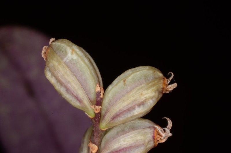 Bulbophyllum cocoinum photo 3