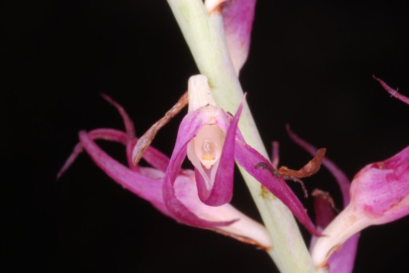 Bulbophyllum cocoinum photo 4
