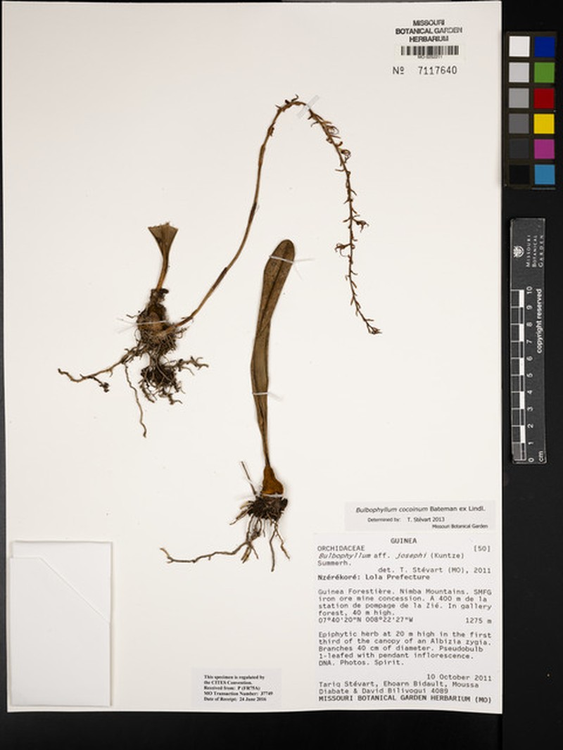 Bulbophyllum cocoinum photo 5