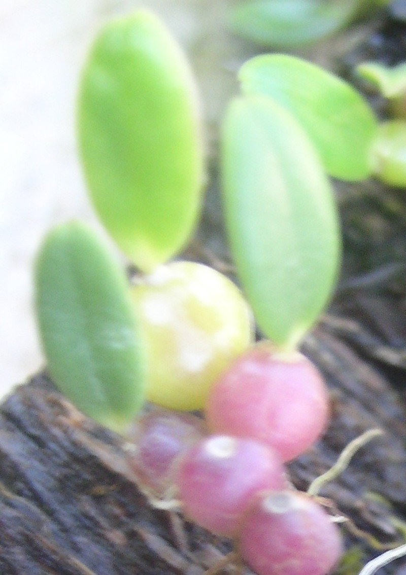 Bulbophyllum cocoinum photo 6