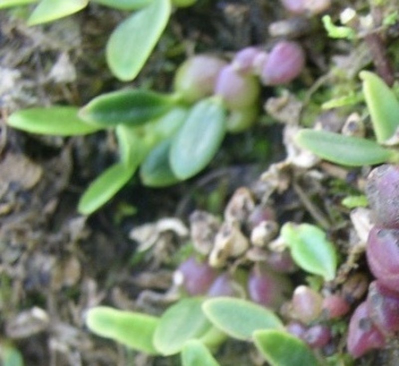 Bulbophyllum cocoinum photo 7