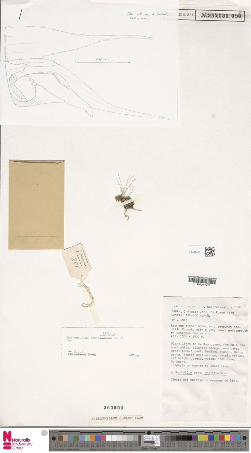 Bulbophyllum coelochilum