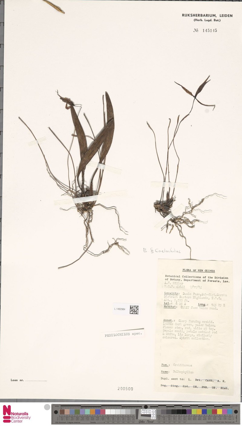 Bulbophyllum coelochilum photo 2