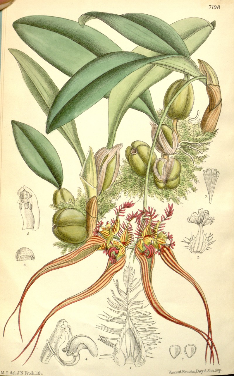 Bulbophyllum collettii